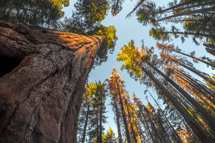 Sequoia & Kings Canyon NP Self-Guided Driving Audio Tour - Photo 1 of 9